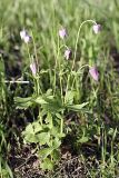 Anemone tschernaewii