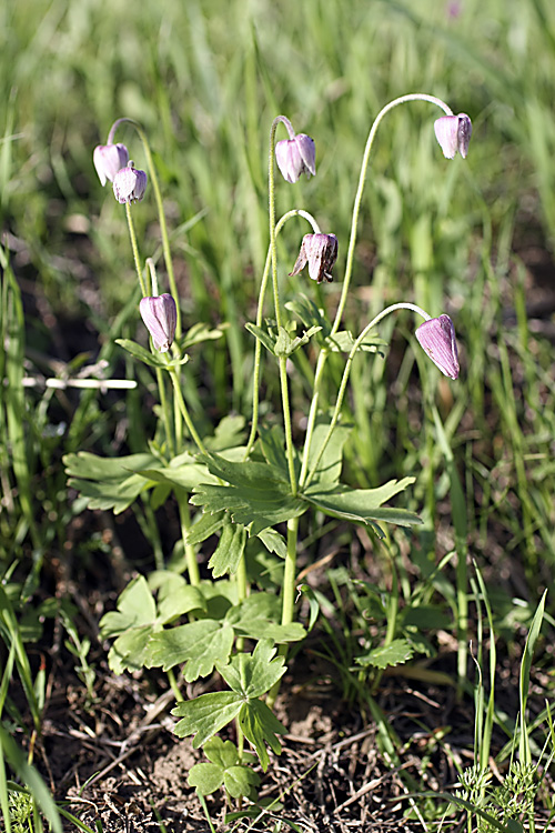 Изображение особи Anemone tschernaewii.