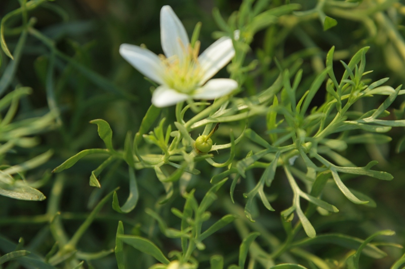 Image of Peganum harmala specimen.