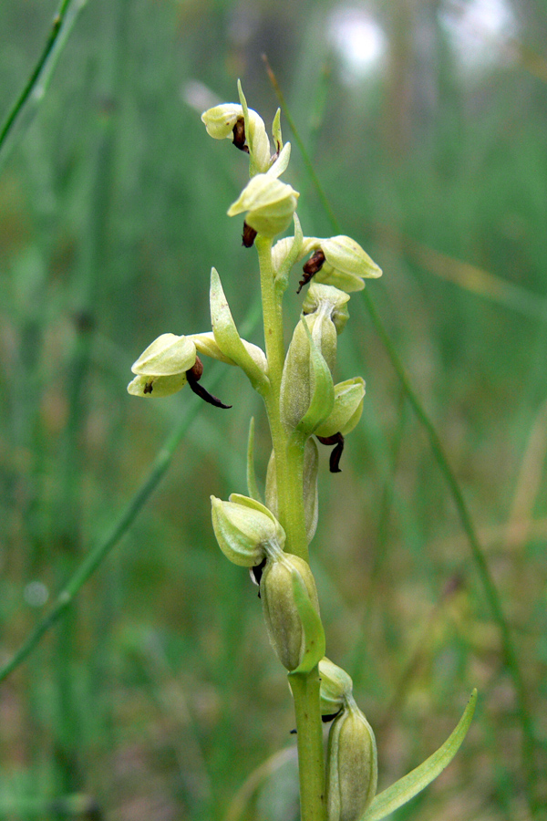 Image of Dactylorhiza viridis specimen.