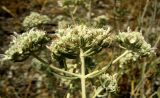 Teucrium capitatum