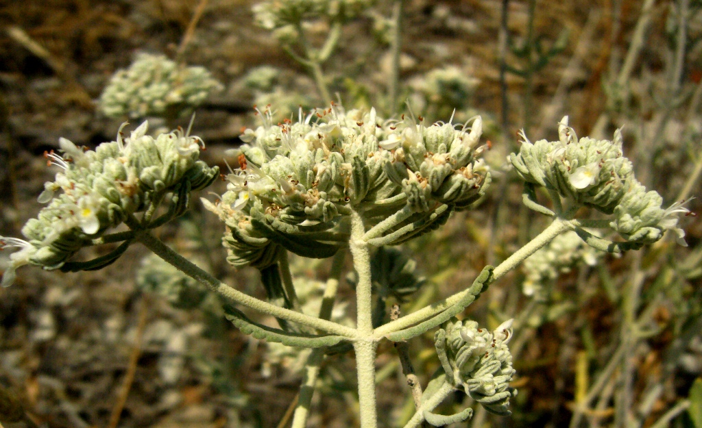 Image of Teucrium capitatum specimen.