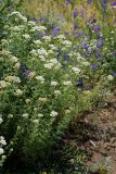 Achillea nobilis