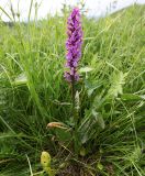 Dactylorhiza urvilleana