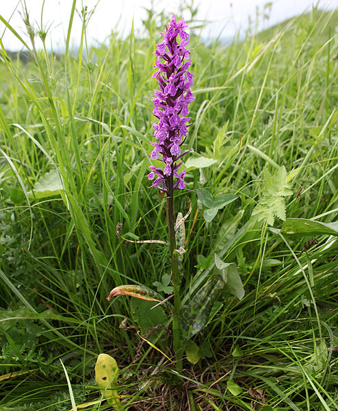 Image of Dactylorhiza urvilleana specimen.