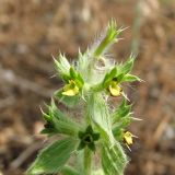 Sideritis montana