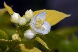 Philadelphus coronarius