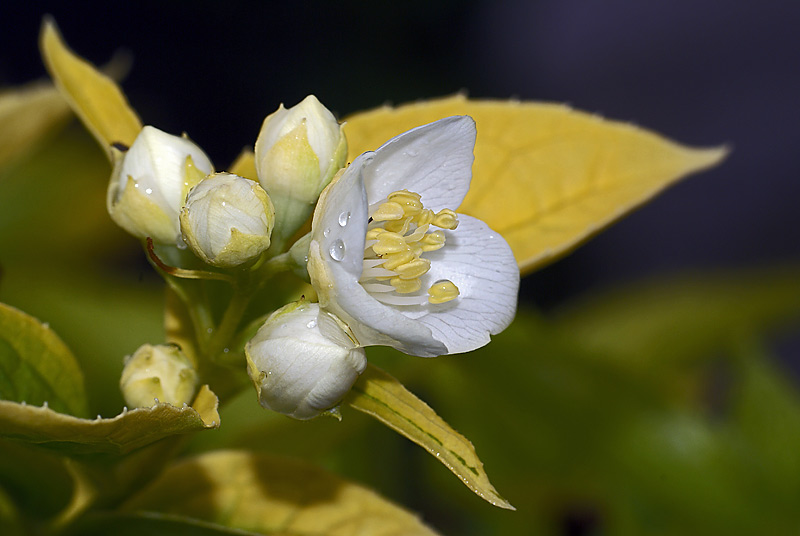 Изображение особи Philadelphus coronarius.