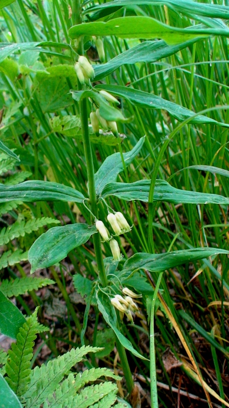 Image of Polygonatum verticillatum specimen.