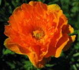 Trollius vitalii