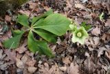 Helleborus caucasicus