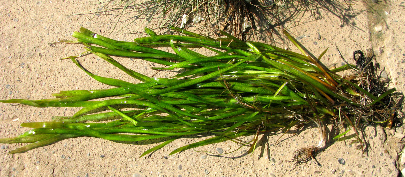 Изображение особи Vallisneria spiralis.
