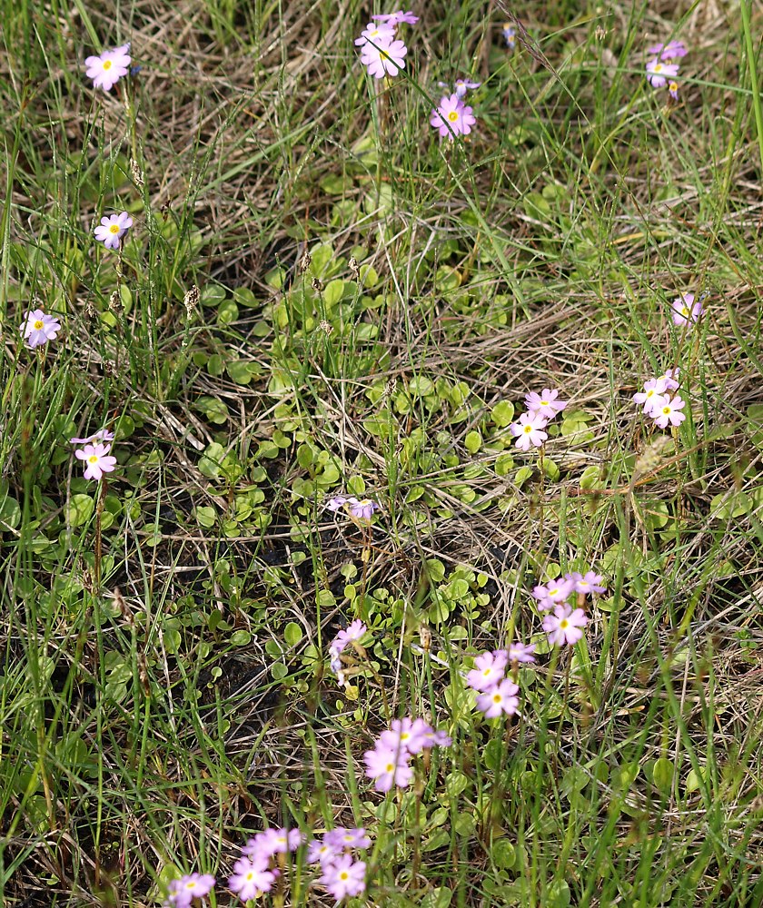 Image of Primula finmarchica specimen.