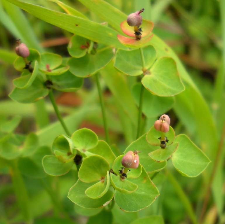 Изображение особи Euphorbia borodinii.