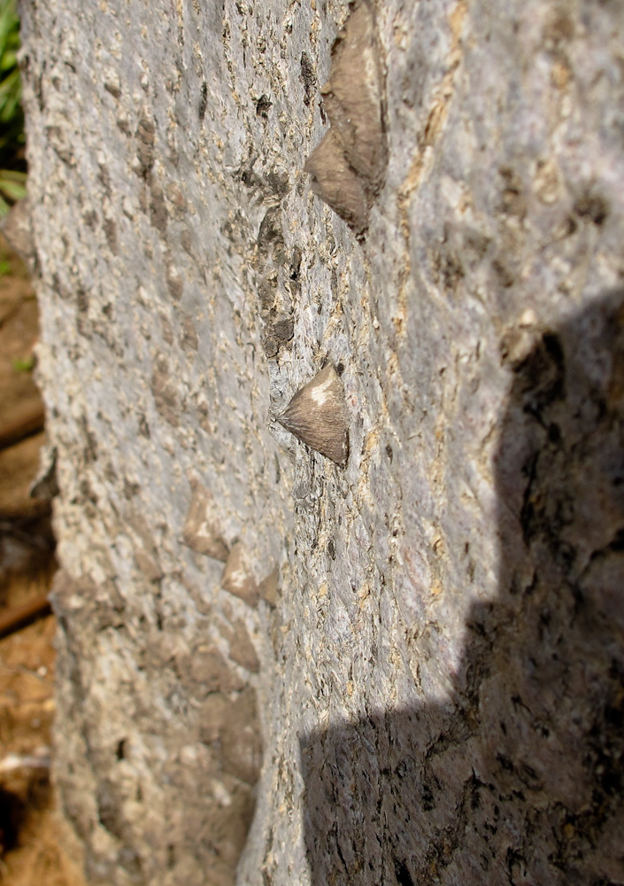 Image of Bombax ceiba specimen.