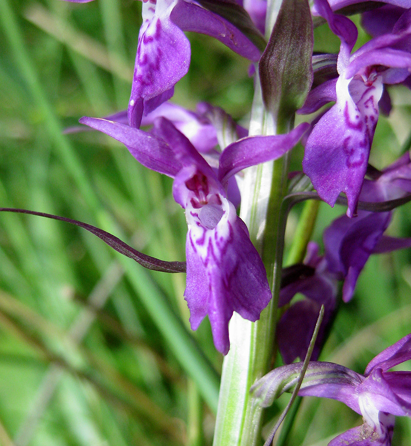 Image of Dactylorhiza majalis specimen.