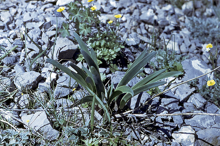 Image of Allium carolinianum specimen.