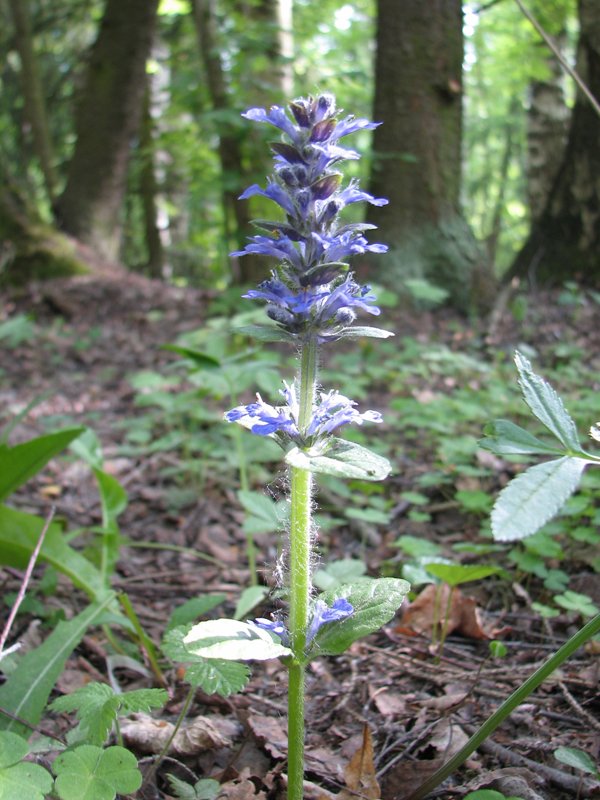 Image of Ajuga reptans specimen.