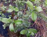 genus Salix