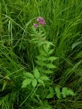 Valeriana amurensis. Расцветающее растение на сыром вейниково-осоковом лугу. Приморский край, г. Находка. 13.06.2012.