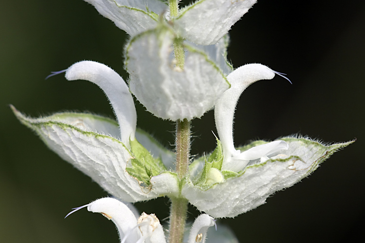 Изображение особи Salvia sclarea.