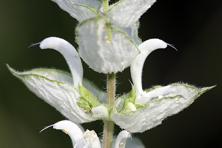 Image of Salvia sclarea specimen.