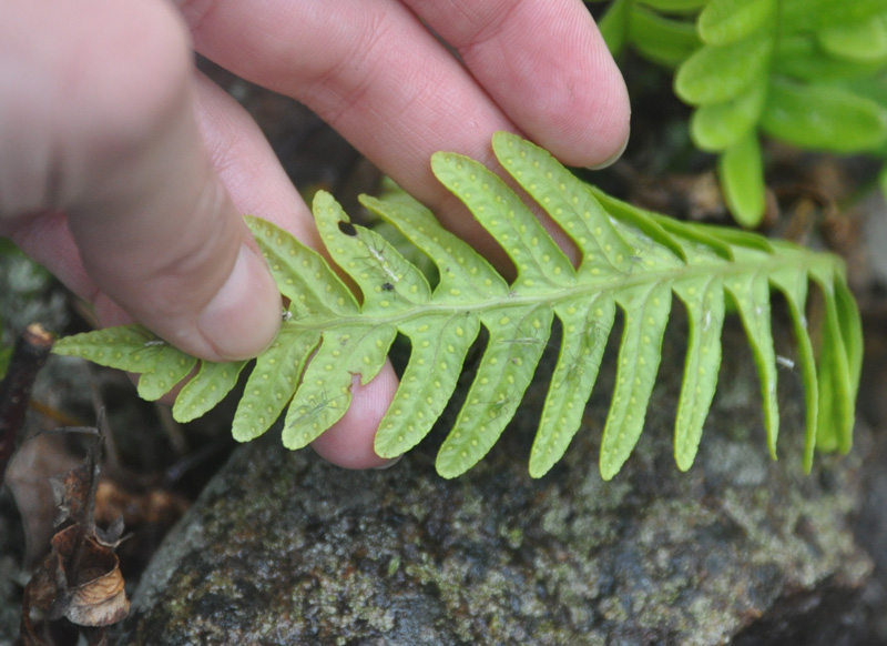 Изображение особи Polypodium vulgare.