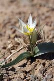 Tulipa turkestanica. Цветущее растение. Южный Казахстан, горы Каракус; высота примерно 800 м н.у.м. 03.04.2012.