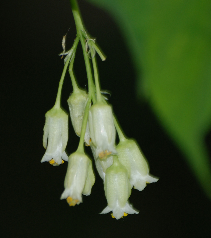 Image of Staphylea trifolia specimen.