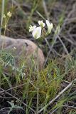 Astragalus macrotropis. Верхушка цветущего растения. Южный Казахстан, северные подножья гор Каракус. 20.04.2012.