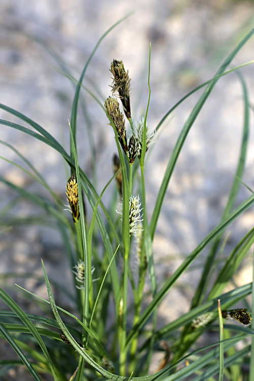 Изображение особи род Carex.