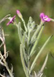 Epilobium velutinum. Верхушка соцветия. Узбекистан, Ташкентская обл., отроги Чаткальского хр. в окр. г. Газалкент. 25.08.2012.