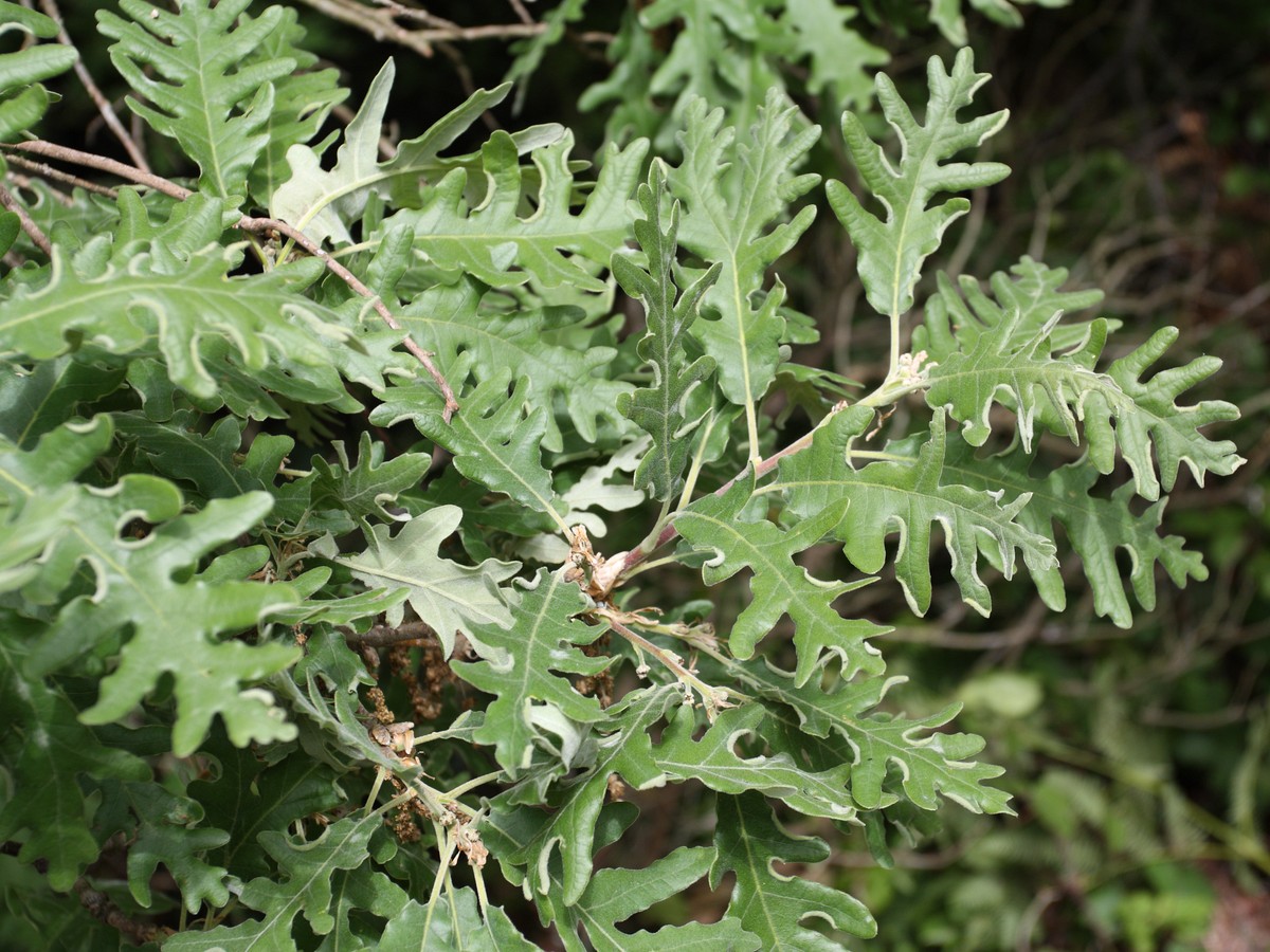 Image of Quercus pyrenaica specimen.