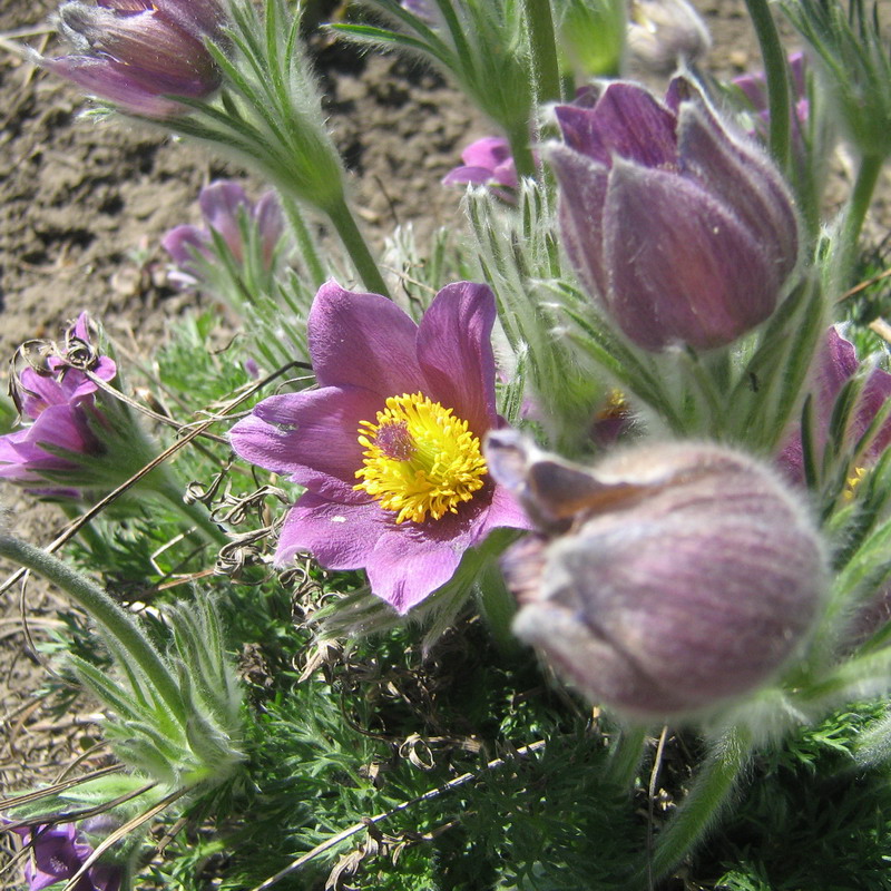 Изображение особи Pulsatilla vulgaris.