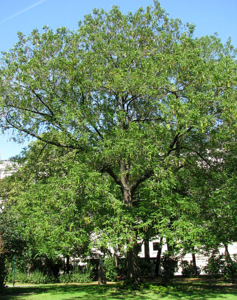 Image of Pterocarya fraxinifolia specimen.