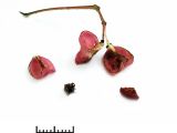 Euonymus maackii