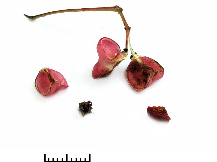 Image of Euonymus maackii specimen.