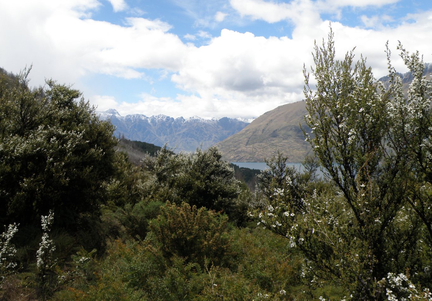 Image of Kunzea ericoides specimen.