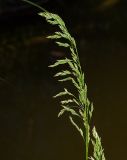 Image of taxon representative. Author is Виталий Гуменюк