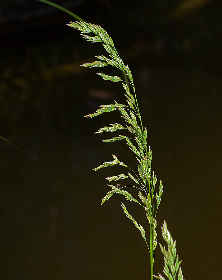 Изображение особи Poa angustifolia.