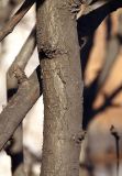 Caragana arborescens. Нижние части стволов. Санкт-Петербург, 25 апреля 2009 г.