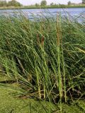 Typha angustifolia