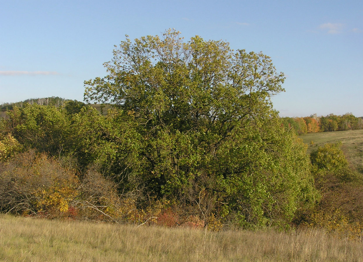 Image of Quercus robur specimen.