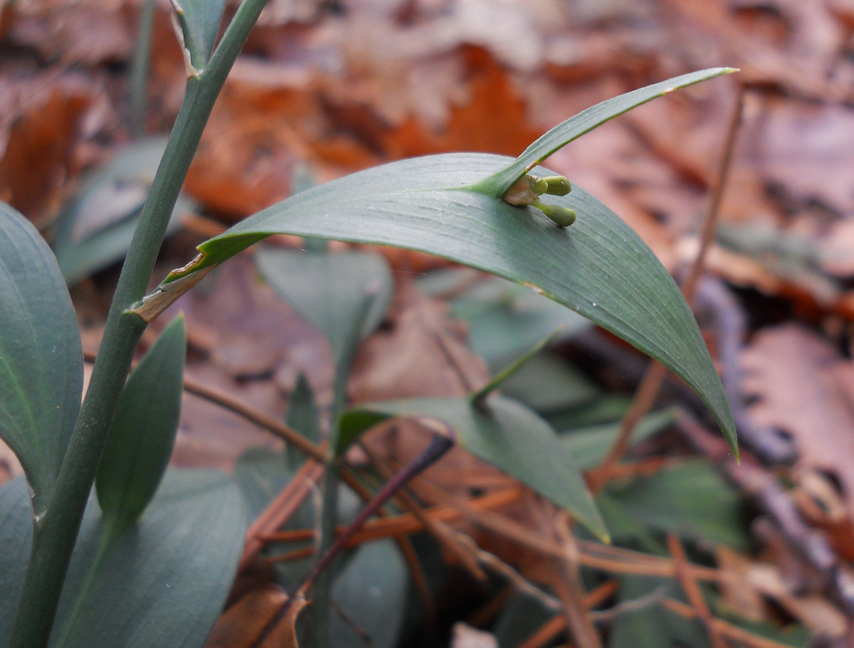 Изображение особи Ruscus hypoglossum.