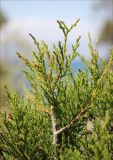 Juniperus foetidissima