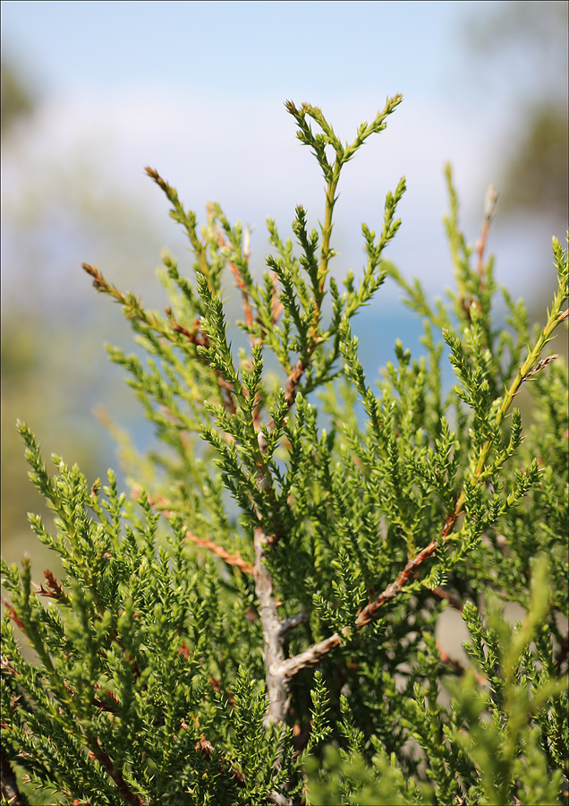 Image of Juniperus foetidissima specimen.