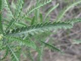 Achillea micrantha