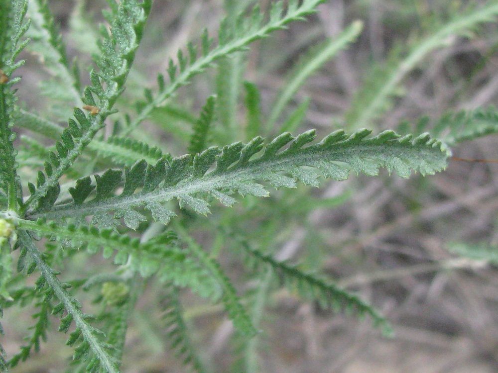 Изображение особи Achillea micrantha.