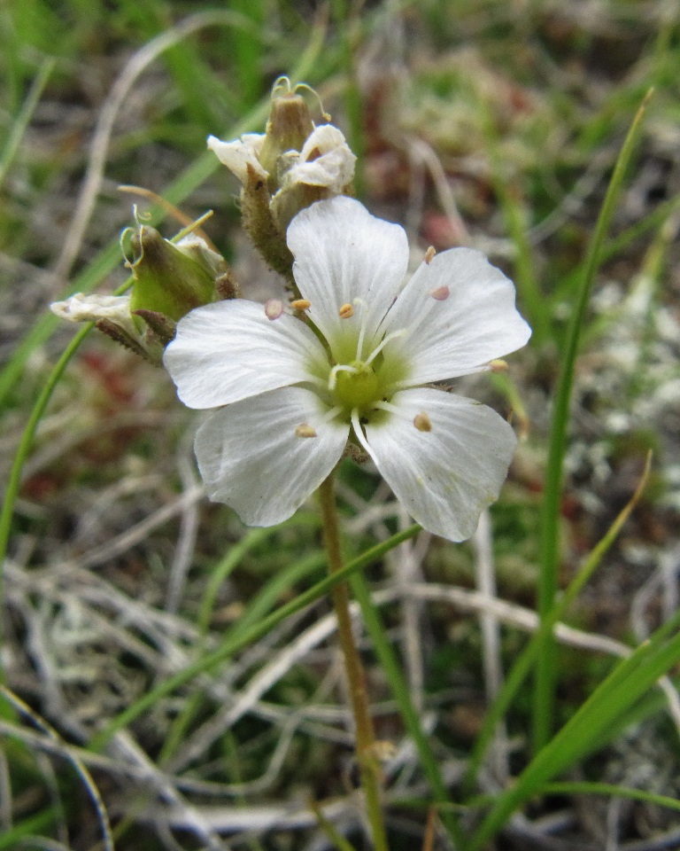 Image of Eremogone meyeri specimen.