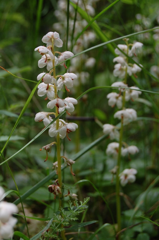 Изображение особи Pyrola rotundifolia.